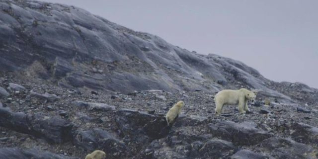 Spitsbergen z Łowcami Wrażeń